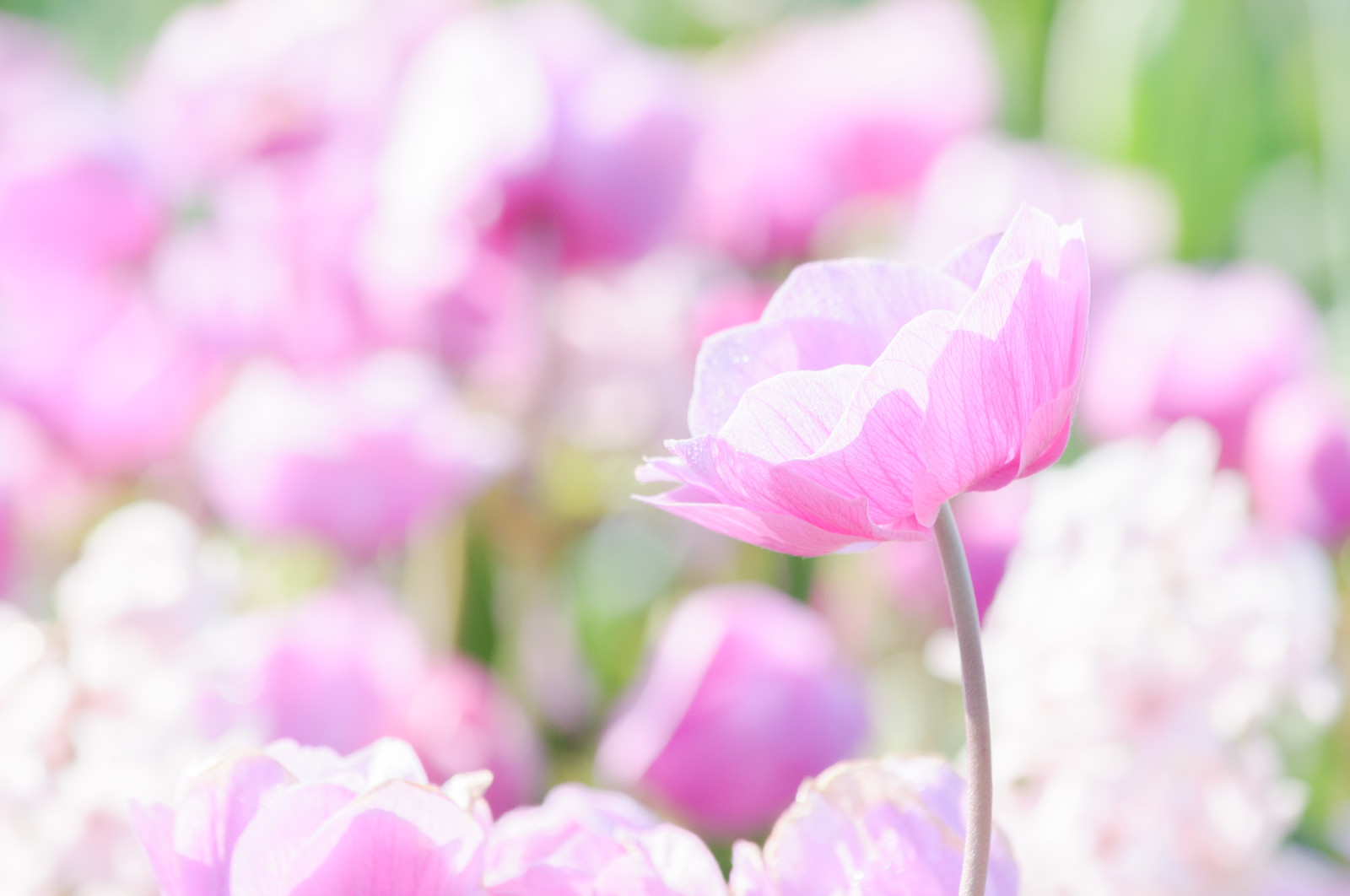 ピンクの花