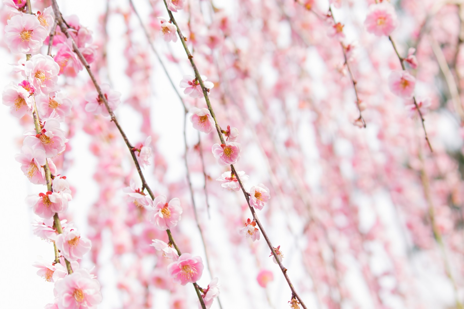 しだれ桜